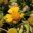 Kokarda osinatá 'Sunrita Golden Yellow' - Gaillardia aristata 'Sunrita Golden Yellow'