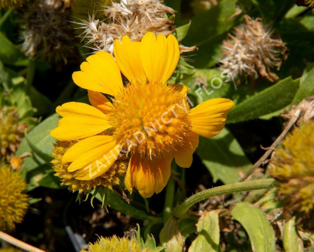 Kokarda osinatá 'Sunrita Golden Yellow' - Gaillardia aristata 'Sunrita Golden Yellow'
