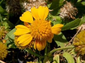Kokarda osinatá 'Sunrita Golden Yellow' - Gaillardia aristata 'Sunrita Golden Yellow'