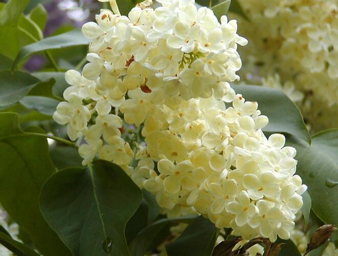 Šeřík obecný 'Primrose' - Syringa vulgaris 'Primrose'