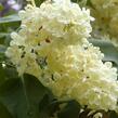 Šeřík obecný 'Primrose' - Syringa vulgaris 'Primrose'