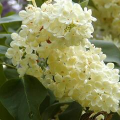 Šeřík obecný 'Primrose' - Syringa vulgaris 'Primrose'