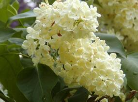 Šeřík obecný 'Primrose' - Syringa vulgaris 'Primrose'