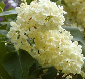 Šeřík obecný 'Primrose' - Syringa vulgaris 'Primrose'