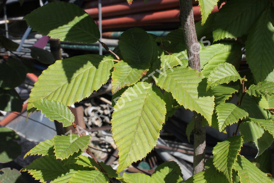 Habr obecný 'Lucas' - Carpinus betulus 'Lucas'