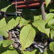 Habr obecný 'Lucas' - Carpinus betulus 'Lucas'