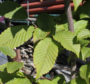 Habr obecný 'Lucas' - Carpinus betulus 'Lucas'