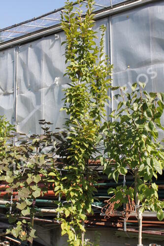 Habr obecný 'Lucas' - Carpinus betulus 'Lucas'
