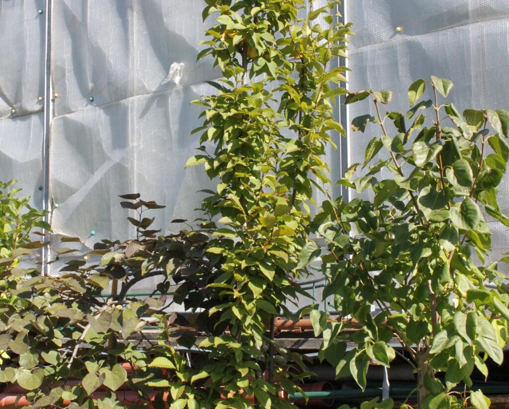 Habr obecný 'Lucas' - Carpinus betulus 'Lucas'