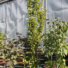 Habr obecný 'Lucas' - Carpinus betulus 'Lucas'