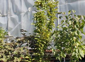 Habr obecný 'Lucas' - Carpinus betulus 'Lucas'