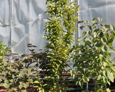 Habr obecný 'Lucas'