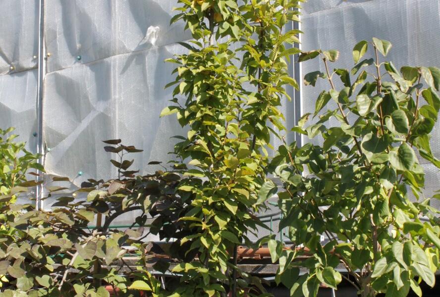 Habr obecný 'Lucas' - Carpinus betulus 'Lucas'