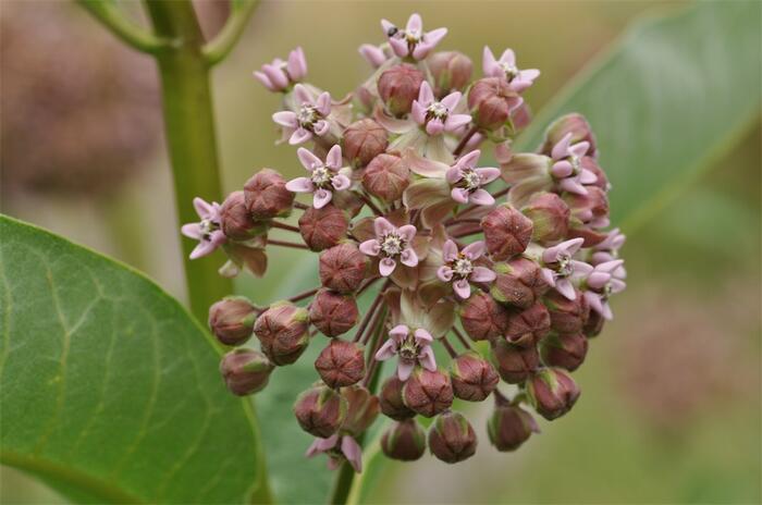 Klejicha hedvábná - Asclepias syriaca