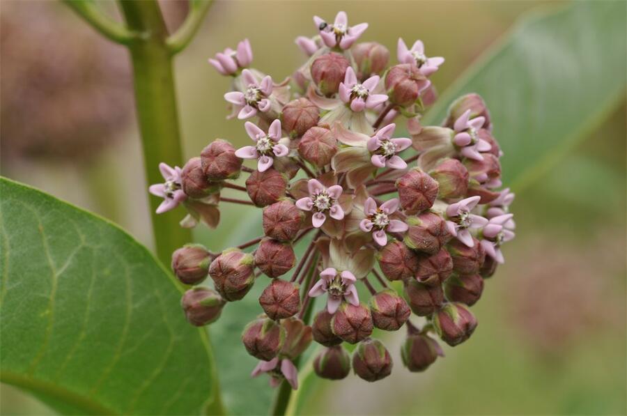 Klejicha hedvábná - Asclepias syriaca