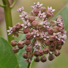 Klejicha hedvábná - Asclepias syriaca