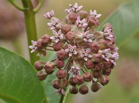 Klejicha hedvábná - Asclepias syriaca