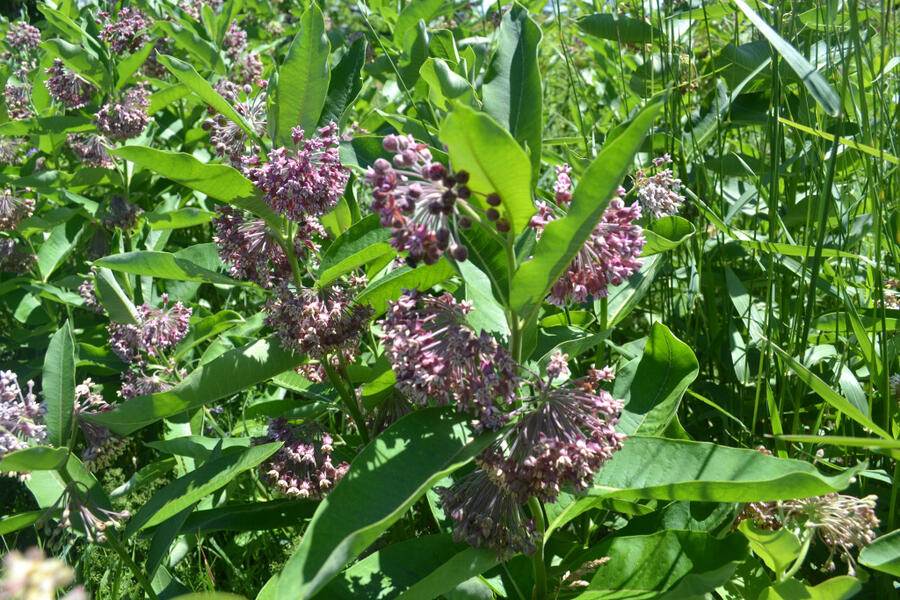 Klejicha hedvábná - Asclepias syriaca