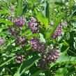 Klejicha hedvábná - Asclepias syriaca