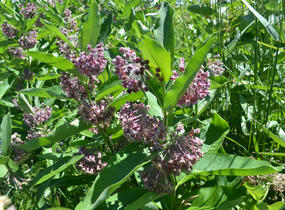 Klejicha hedvábná - Asclepias syriaca