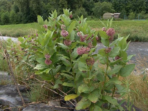 Klejicha hedvábná - Asclepias syriaca