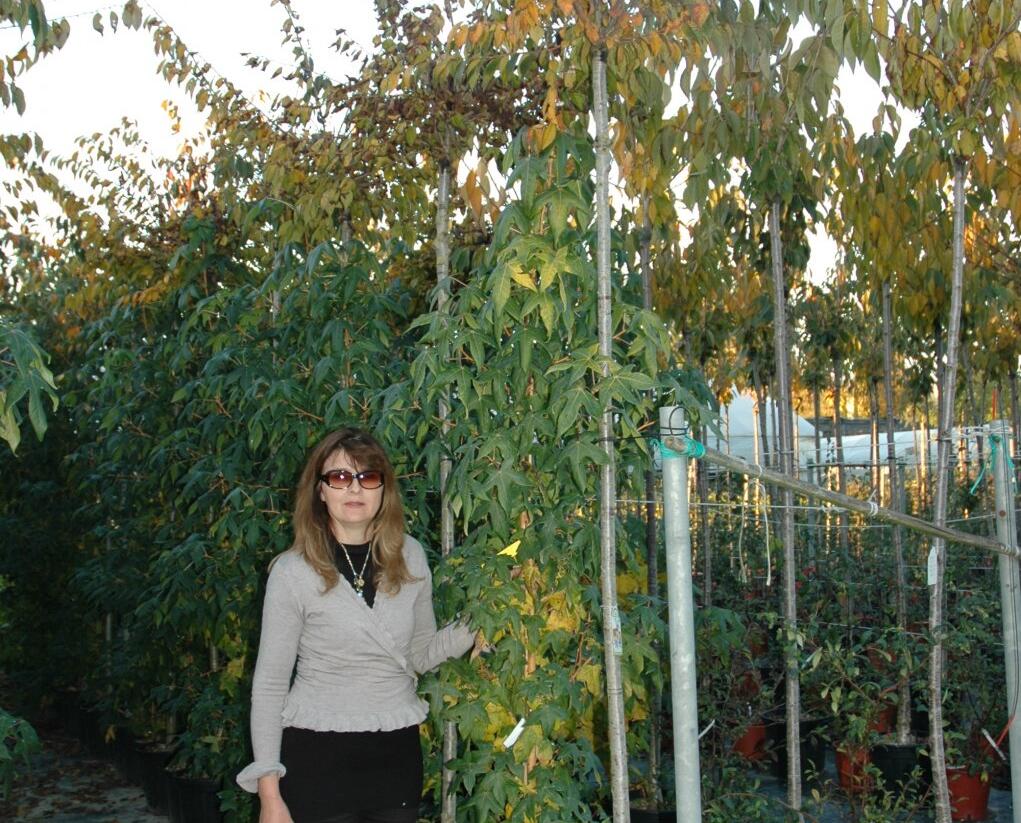 Ambroň západní 'Slender Silhouette' - Liquidambar styraciflua 'Slender Silhouette'
