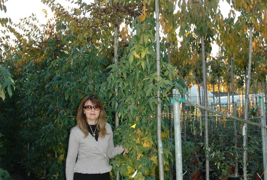 Ambroň západní 'Slender Silhouette' - Liquidambar styraciflua 'Slender Silhouette'
