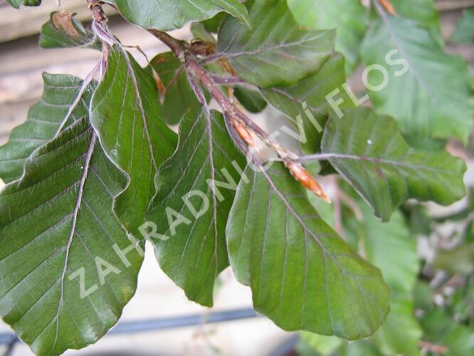 Buk lesní 'Black Swan' - Fagus sylvatica 'Black Swan'
