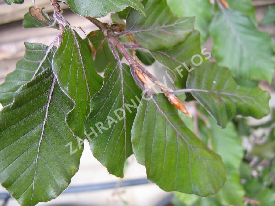 Buk lesní 'Black Swan' - Fagus sylvatica 'Black Swan'