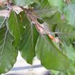 Buk lesní 'Black Swan' - Fagus sylvatica 'Black Swan'