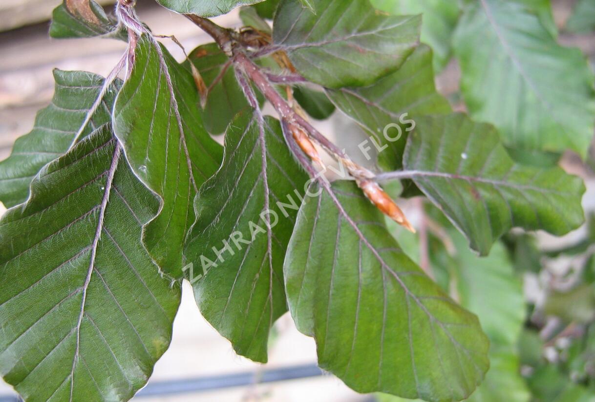 Buk lesní 'Black Swan' - Fagus sylvatica 'Black Swan'