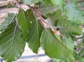 Buk lesní 'Black Swan' - Fagus sylvatica 'Black Swan'