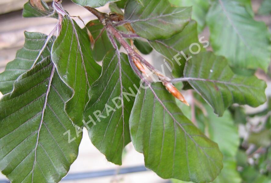 Buk lesní 'Black Swan' - Fagus sylvatica 'Black Swan'