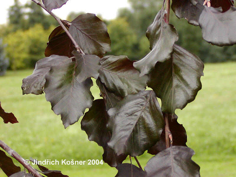 Buk lesní 'Black Swan' - Fagus sylvatica 'Black Swan'