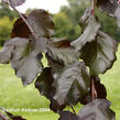 Buk lesní 'Black Swan' - Fagus sylvatica 'Black Swan'