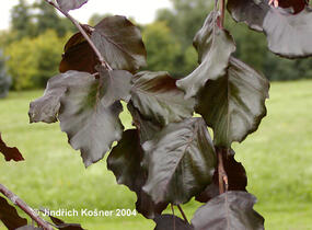 Buk lesní 'Black Swan' - Fagus sylvatica 'Black Swan'