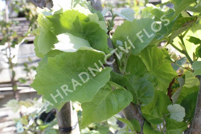 Lípa velkolistá 'Silver Globe' - Tilia platyphyllos 'Silver Globe'