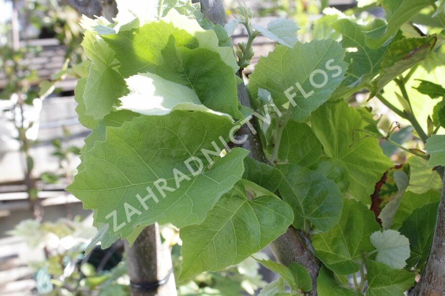 Lípa velkolistá 'Silver Globe' - Tilia platyphyllos 'Silver Globe'