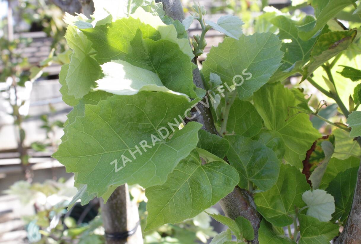 Lípa velkolistá 'Silver Globe' - Tilia platyphyllos 'Silver Globe'