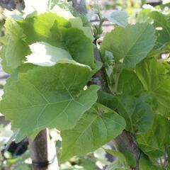 Lípa velkolistá 'Silver Globe' - Tilia platyphyllos 'Silver Globe'