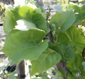 Lípa velkolistá 'Silver Globe' - Tilia platyphyllos 'Silver Globe'