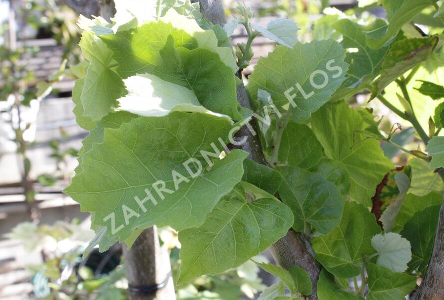 Lípa velkolistá 'Silver Globe' - Tilia platyphyllos 'Silver Globe'