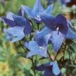Zvonkovec velkokvětý, boubelka 'Mariesii' - Platycodon grandiflorus 'Mariesii'
