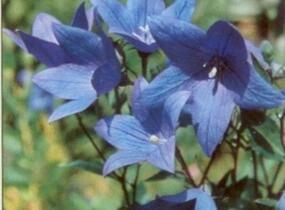 Zvonkovec velkokvětý, boubelka 'Mariesii' - Platycodon grandiflorus 'Mariesii'