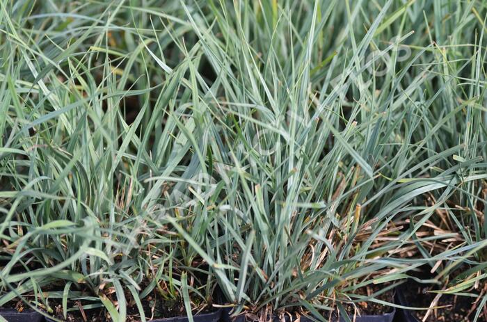 Ostřice prosová - Carex panicea