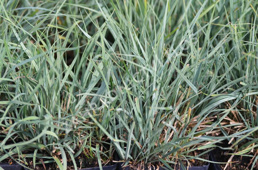 Ostřice prosová - Carex panicea