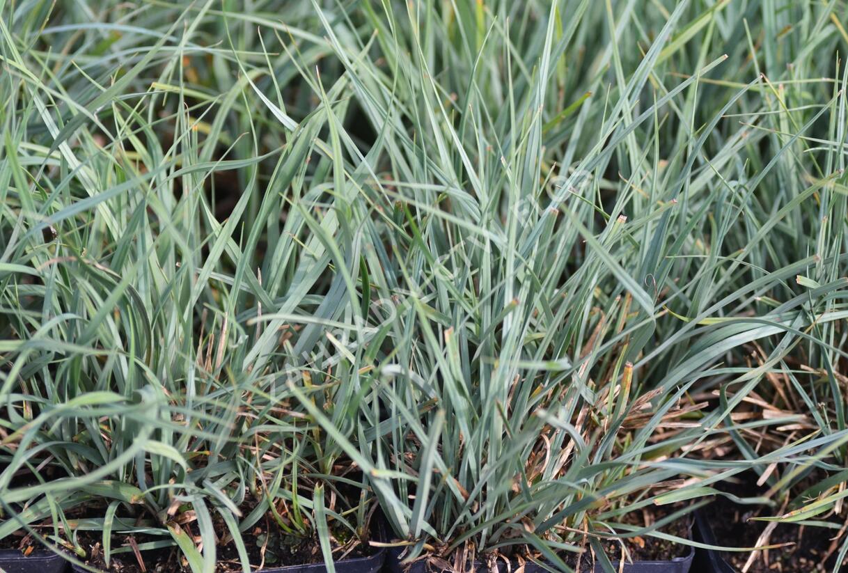 Ostřice prosová - Carex panicea