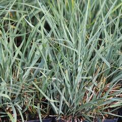 Ostřice prosová - Carex panicea