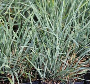 Ostřice prosová - Carex panicea