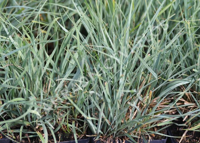 Ostřice prosová - Carex panicea